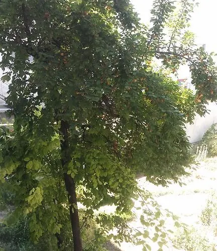 Comfort Guest Pleven